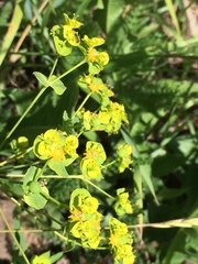 Euphorbia virgata