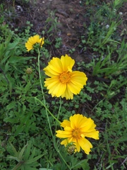 Cosmos sulphureus