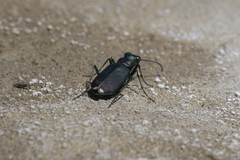 Cicindela amargosae