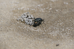 Cicindela amargosae