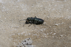Cicindela amargosae