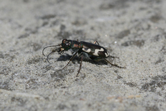 Cicindela willistoni echo