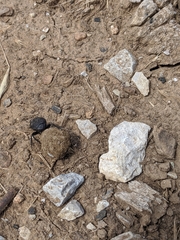 Canthon pilularius