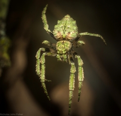 Hortophora cucullus