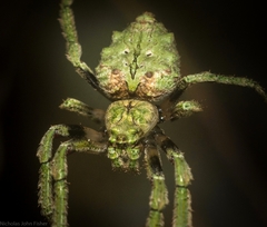 Hortophora cucullus