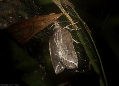 Arachnographa micrastrella