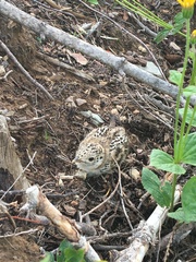 Dendragapus obscurus