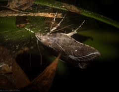 Arachnographa micrastrella