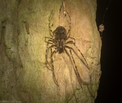 Australomimetus pseudomaculosus