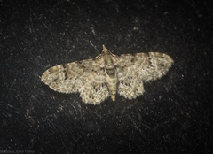 Chloroclystis guttifera