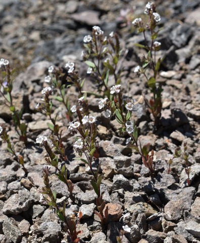 Spring phacelia (Phacelia verna)