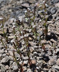 Phacelia verna