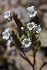 Phacelia verna