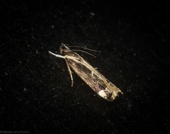 Chaliniastis astrapaea