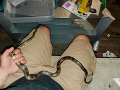 Pantherophis spiloides