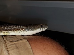 Pantherophis spiloides