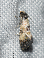 Neocochylis dubitana