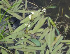 Sagittaria natans