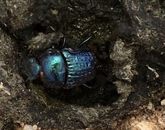 Gymnopleurus cyaneus