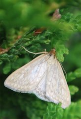 Lepidoptera
