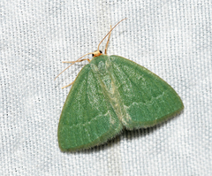 Thalera pistasciaria
