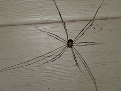 Leiobunum vittatum