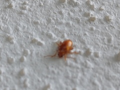 Longitarsus jacobaeae