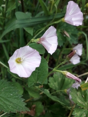 Convolvulus arvensis