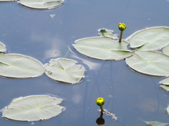 Nuphar pumila