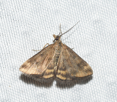 Pyrausta borealis