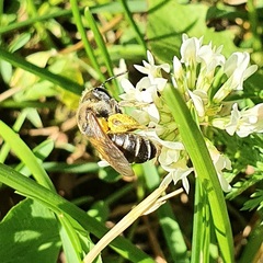 Taeniandrena