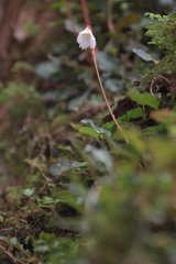 Shortia rotundifolia