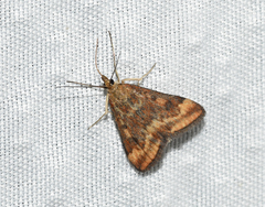 Pyrausta borealis