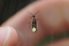 Photinus marginellus