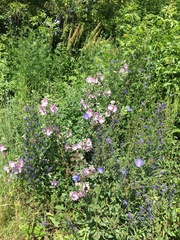 Malva thuringiaca
