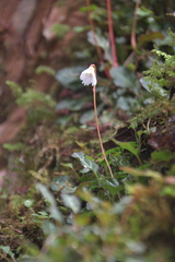 Shortia rotundifolia