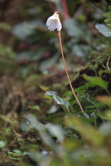 Shortia rotundifolia