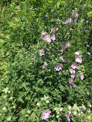 Malva thuringiaca