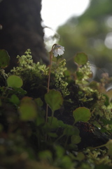 Shortia rotundifolia