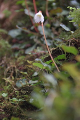 Shortia rotundifolia