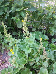 Blitum bonus-henricus