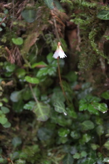 Shortia rotundifolia