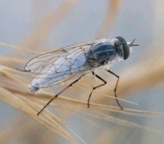 Acrosathe annulata