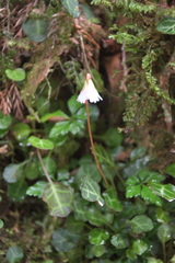 Shortia rotundifolia