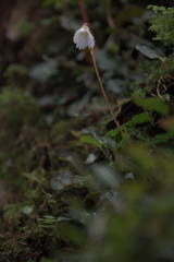 Shortia rotundifolia