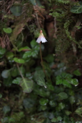 Shortia rotundifolia