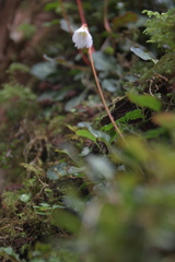 Shortia rotundifolia
