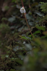 Shortia rotundifolia