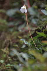 Shortia rotundifolia