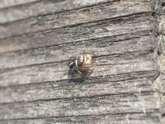 Habronattus decorus